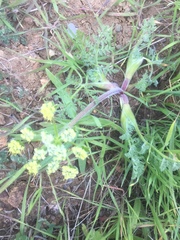 Lomatium dasycarpum dasycarpum