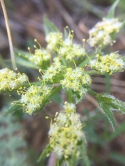 Lomatium dasycarpum dasycarpum