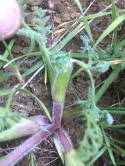 Lomatium dasycarpum dasycarpum