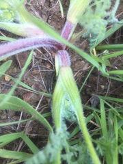 Lomatium dasycarpum dasycarpum