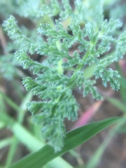 Lomatium dasycarpum dasycarpum