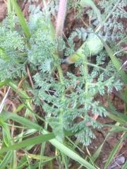 Lomatium dasycarpum dasycarpum