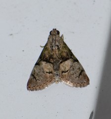 Macalla glastianalis