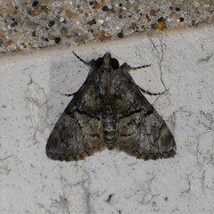 Macalla glastianalis