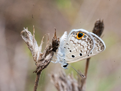 Hemiargus ceraunus filenus