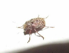 Araecerus