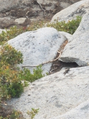 Sceloporus occidentalis taylori