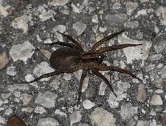 Trochosa sepulchralis