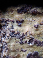 Bathelium carolinianum