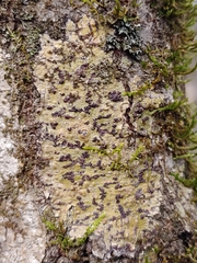 Bathelium carolinianum