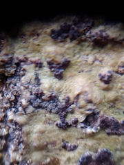 Bathelium carolinianum