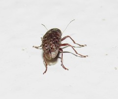 Araecerus