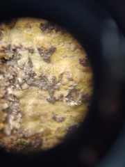 Bathelium carolinianum