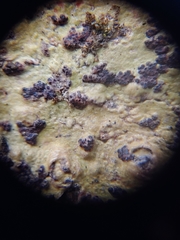 Bathelium carolinianum