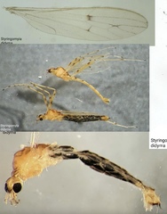Styringomyia didyma