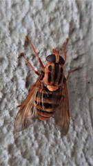 Austroplex chrysophilus