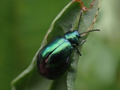 Gastrophysa cyanea