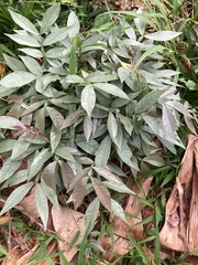 Excoecaria cochinchinensis