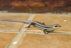Brasiliscincus agilis
