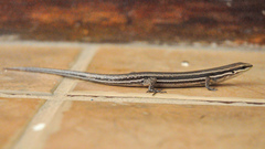 Brasiliscincus agilis