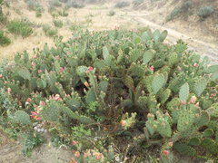 Opuntia × vaseyi