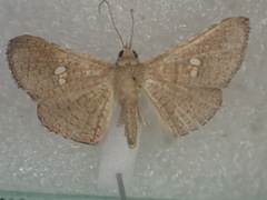 Banisia placida