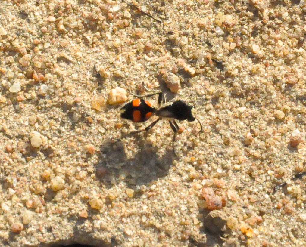 Traumatomutilla guarata
