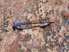 Argia munda