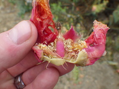 Opuntia × vaseyi