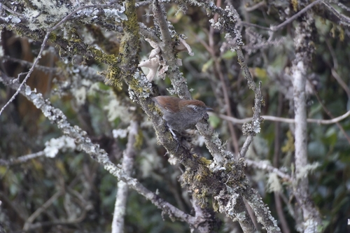 White-chinned Thistletail (Asthenes fuliginosa), photo 1