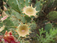 Opuntia × vaseyi