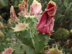 Opuntia × vaseyi