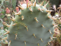 Opuntia × vaseyi