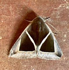 Chalciope