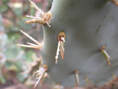 Opuntia × vaseyi