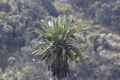 Espeletia grandiflora