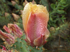Opuntia × vaseyi