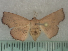 Aglaopus innotata