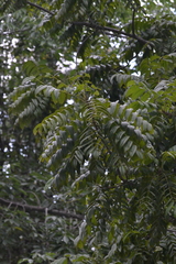 Juglans australis