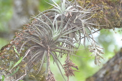 Tillandsia didisticha