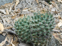 Coryphantha clavata