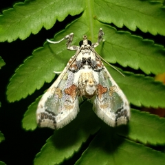 Neoleucinodes