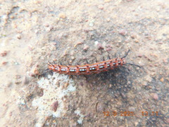 Euptoieta claudia