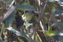 Phyllomyias nigrocapillus