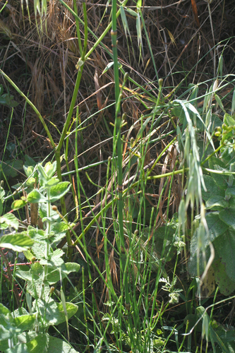 Equisetum ramosissimum image