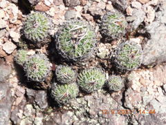 Echinofossulocactus phyllacanthus
