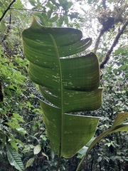 Heliconia ramonensis