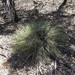 Lomandra leucocephala