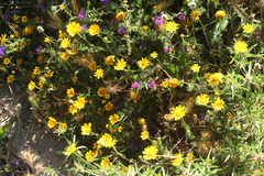 Anacyclus