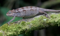 Trioceros ellioti